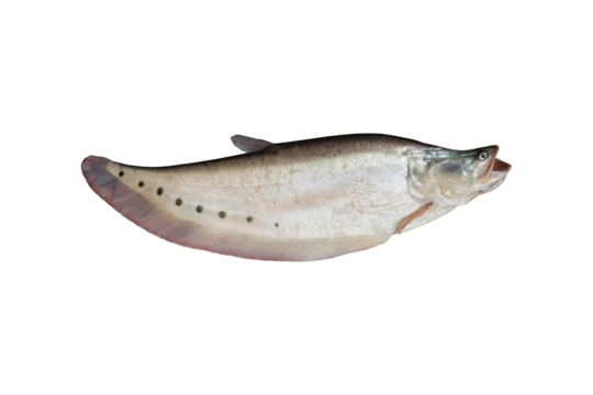 Chitala ornata, Spotted Knife Fish or Spotted Featherback isolated on white background included clipping path.