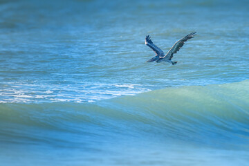 Pelican skims the waves over the south easy coast of the atlantic