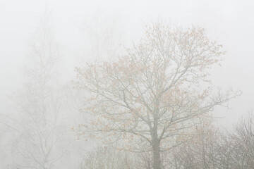 Fototapeta na wymiar Tree in the fog at November at Lamminranta, Forssa, Finland. 