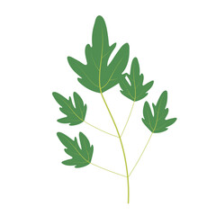 Lovage, levisticum officinale. Cuisine and medicinal herbs. Hand drawn plant vector. Playful design style, salad ingredients. Cute culinary herb icons. Isolated spice object.