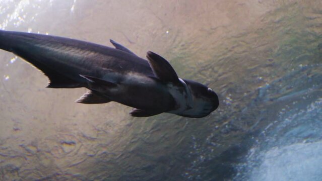 A big fish in an aquarium in Gran Canaria
