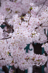 kyoto japan, landmark, beautiful, journey, kyoto, spring, palace, japan, Sakura