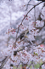 kyoto japan, landmark, beautiful, journey, kyoto, spring, palace, japan, Sakura