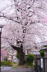 Fototapeta premium kyoto japan, landmark, beautiful, journey, kyoto, spring, palace, japan, Sakura