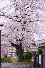 Zelfklevend Fotobehang kyoto japan, landmark, beautiful, journey, kyoto, spring, palace, japan, Sakura © kanoksorn