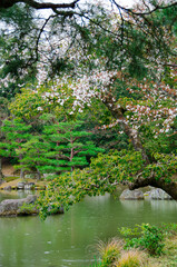 Fototapeta na wymiar kyoto japan, landmark, beautiful, journey, kyoto, spring, palace, japan, Sakura