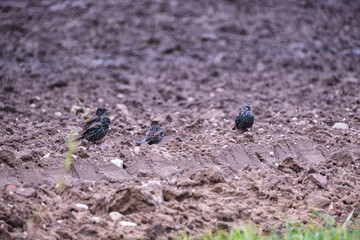 starlings looking for food on plowed agricultural field