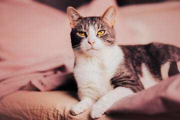 A beautiful gray tabby domestic cat with yellow eyes lies proudly on a soft bed. Home comfort and relaxation of a pet. - Powered by Adobe