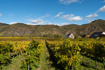 Wachau Valley, Austria in autumn, coloured leaves and vineyards on a sunny day