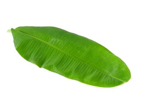 Fresh whole banana leaf on transparent png