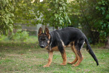 German shepherd teenager plays in the yard of the house