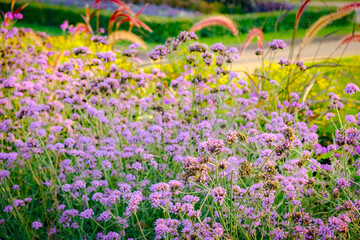 Floral landscaping design in city park. Blossoming colorful flowers, green hedge and lawn in summer. Modern mixed flower bed in sunny day. Beautiful natural landscape gardening concept