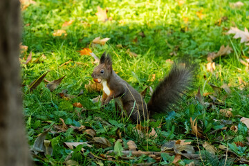 Naklejka na ściany i meble cute young squirrel portrait at park, wildlife