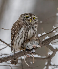 A pygmy owl sits on a tree branch with prey