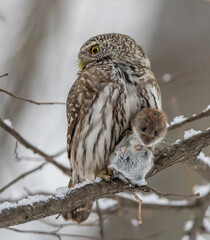 A pygmy owl sits on a tree branch with prey