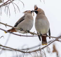 Two waxwings on a tree communicating