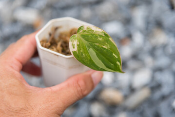 Philodendron Hederaceum (Micans) varigated in the pot © rukawajung