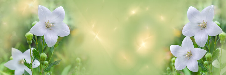 Widescreen defocused background with white bells. Fractal overlay, selective focus.