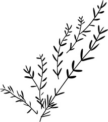 Naklejka premium Rosemary sprigs 