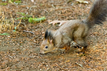 cute young squirrel portrait at park, wildlife