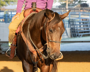 Fototapeta premium The head of brown Thoroughbred horse in Western tack with gates in the background.