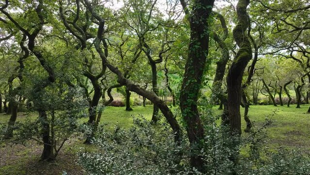 Scenic Lush Green Forest In The Carballeira Municipal de Baio Hiking In A Coru&ntilde;a, Spain. Sideways