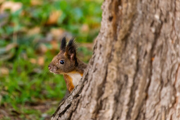 cute young squirrel portrait at park, wildlife