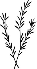 Rosemary stem, a popular image for tattoos