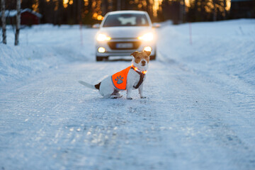 High visibility jacket and LED collar for dogs help to avoid car traffic accidents - obrazy, fototapety, plakaty
