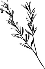 Rosemary sprigs 