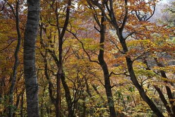 船形山のブナを中心とした落葉広葉樹林の紅葉