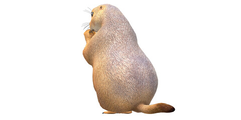 Prairie Dog isolated on a Transparent Background