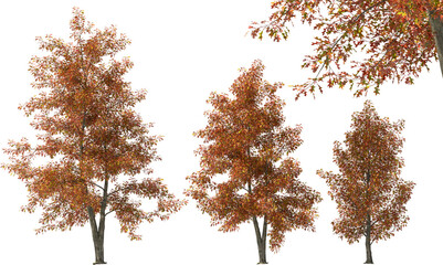 oak, swamp oak, boulevard oak, spree oak, tree fall autumn hq arch viz cutout plant - obrazy, fototapety, plakaty