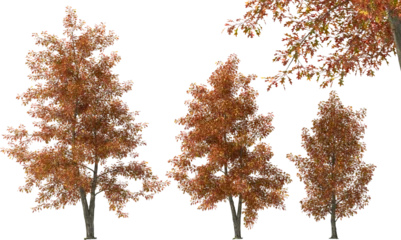 Foto op Canvas oak, swamp oak, boulevard oak, spree oak, tree fall autumn hq arch viz cutout plant © Mathias Weil