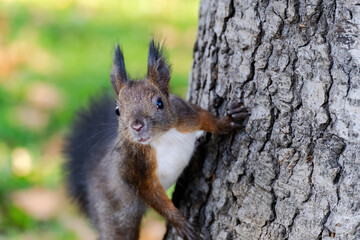 cute young squirrel portrait at park, wildlife