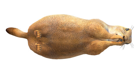 Obraz premium Prairie Dog isolated on a Transparent Background