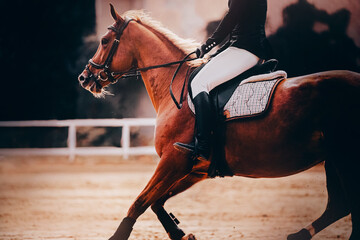A beautiful fast horse with a rider in the saddle gallops through the an outdoor arena on a summer evening. Equestrian sports and horse riding. Dressage.
