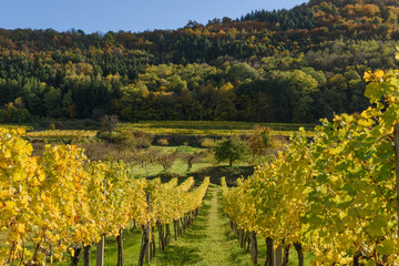 Fototapeta na wymiar Wachau Valley, Austria in autumn, coloured leaves and vineyards on a sunny day