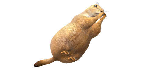 Prairie Dog isolated on a Transparent Background