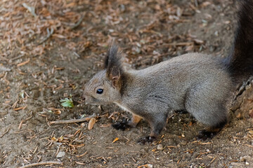 cute young squirrel portrait at park, wildlife