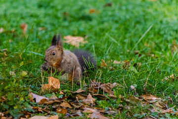cute young squirrel portrait at park, wildlife