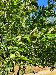 leaves in the forest