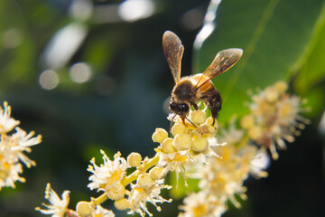macro working bee collects nectar form longan flower