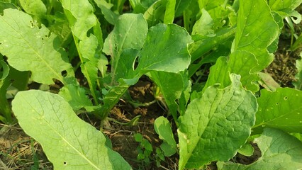 Fototapeta premium Growing radishes, lettuce, dill and cilantro outdoors in sunlight. Farming and growing natural vegetables in garden beds.