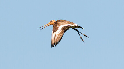 heron in flight