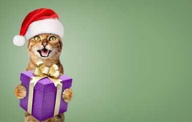 A joyful cat in a Santa hat smiles and holds a gift in his paws.