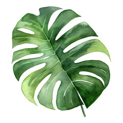 Hand Drawn Watercolor Tropical Leaf Clip Art Illustration. Isolated elements on a white background.