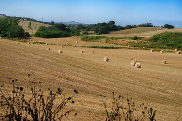 Rural landscape near Bolsena, Lazio, Italy - obrazy, fototapety, plakaty