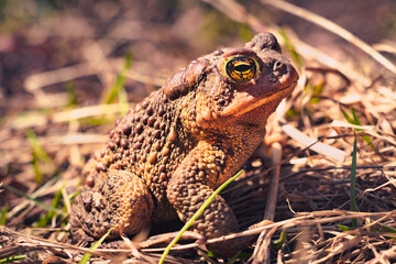 Wildlife - profile of an Amphibian close-up