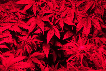 Red marijuana